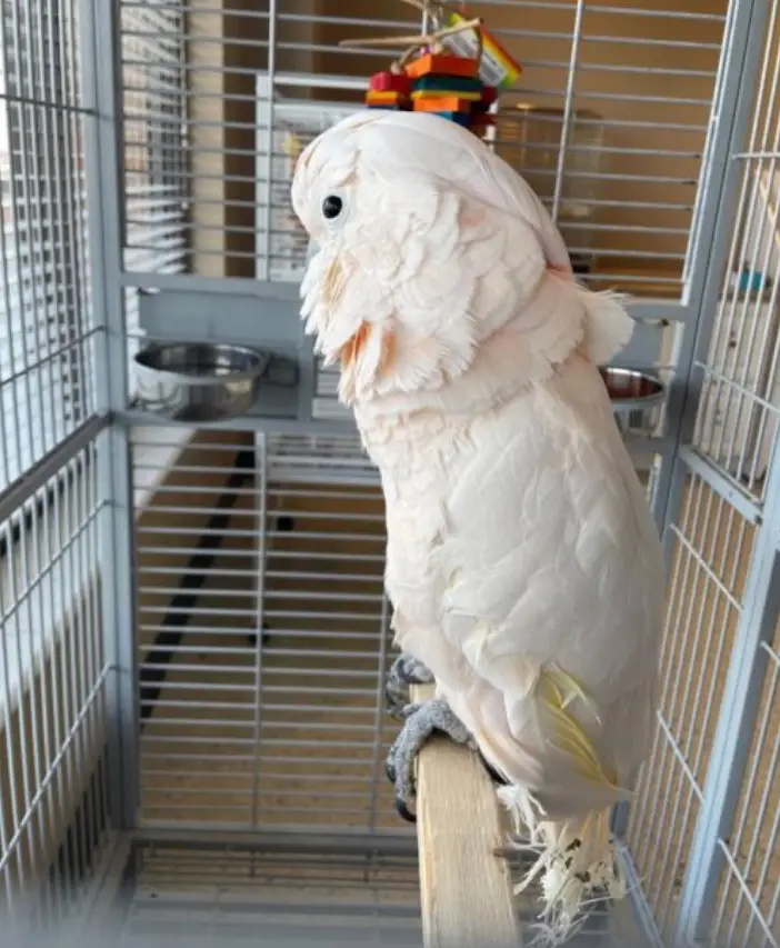 Moluccan Cockatoo for Sale - Parrot Palace