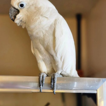 Umbrella Cockatoo- Parrot Palace