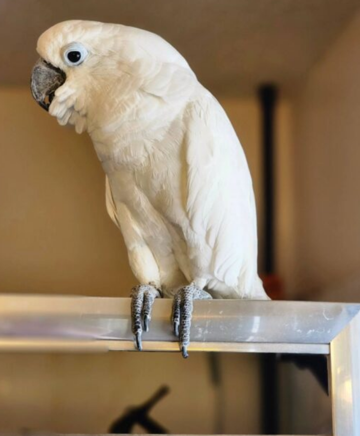 Umbrella Cockatoo- Parrot Palace