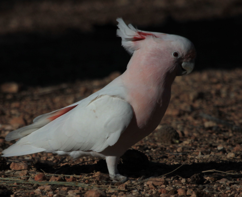 major mitchells cockatoo