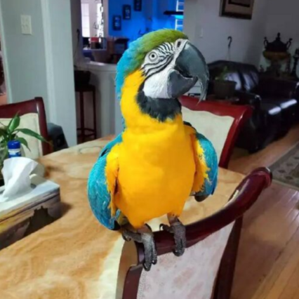 blue and gold macaw for sale- Parrot Palace