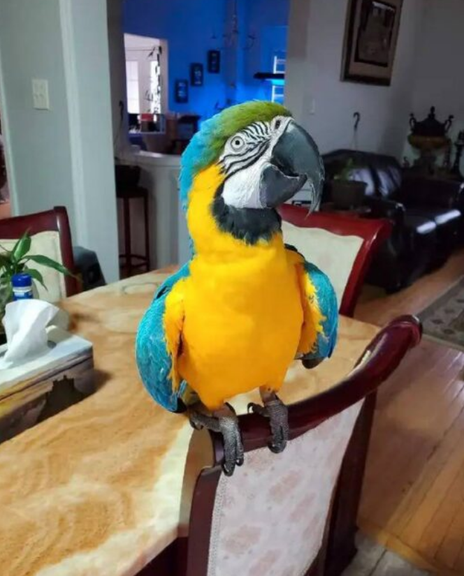 blue and gold macaw for sale- Parrot Palace