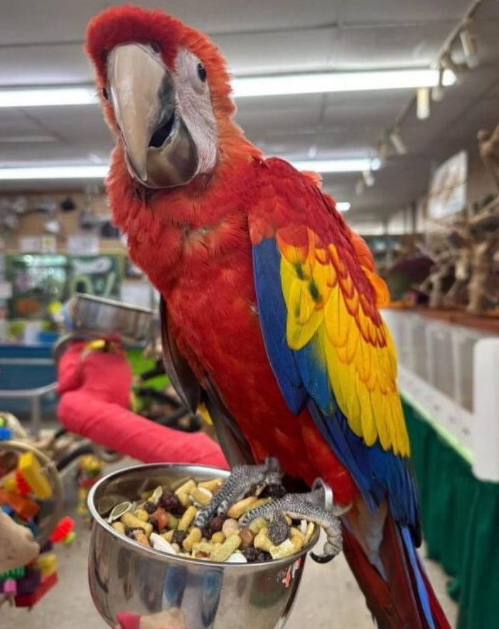 Scarlet Macaw