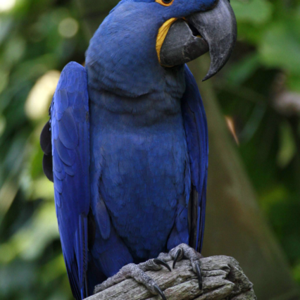 hyacinth macaw for sale- Parrot Palace