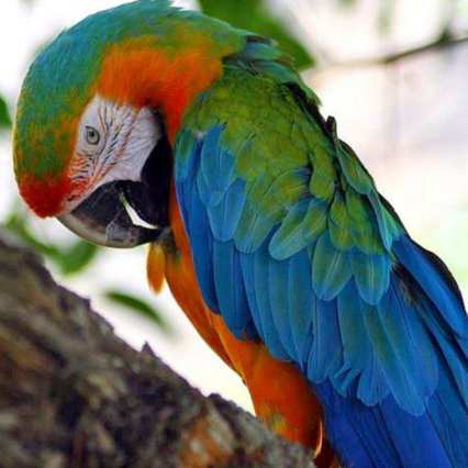 Harlequin Macaw