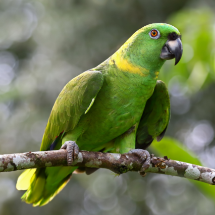 Yellow Naped Amazon