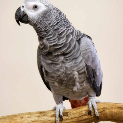 African Grey Congo- Parrot Palace