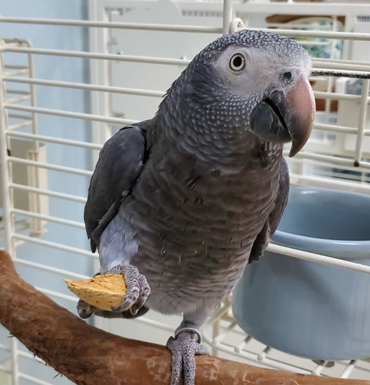 african grey timneh- Parrot Palace