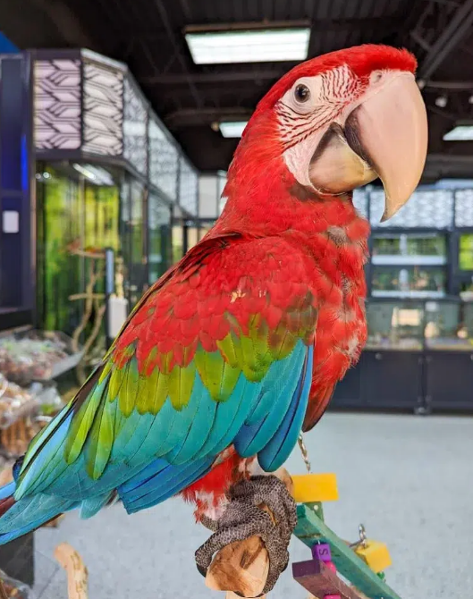 Green Winged Macaw