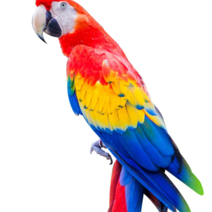 Scarlet Macaw For Sale