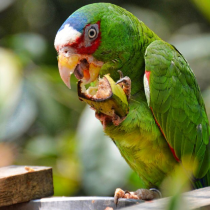 white fronted amazon parrot